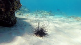 Massive Caribbean sea urchin dieoff caused by parasite