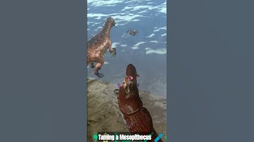 taming a mesopithecus