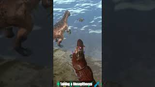 taming a mesopithecus