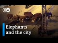Migrating elephant herd travels through chinese city  dw news