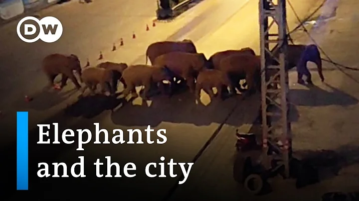 Migrating elephant herd travels through Chinese city | DW News - DayDayNews