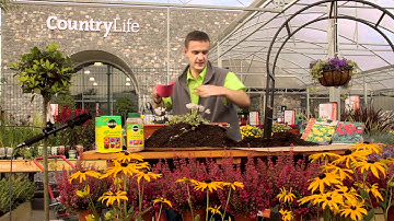 Plant a Winter and Spring Window Box