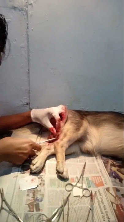 anjing di kebiri