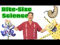 Bite Size Science Quiz