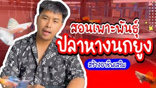 รู้อะไรไม่เท่ารู้งี้ EP12.สอนเพาะพันธุ์ปลาหางนกยูงสร้างรายได้เสริม #เพาะพันธุ์ปลาหางนกยูง