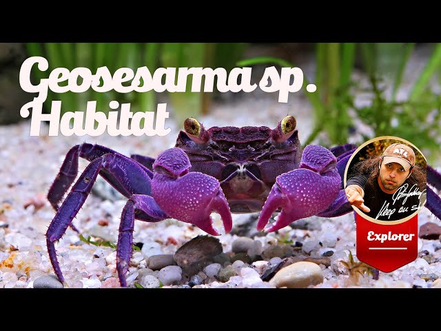 Watch Geosesarma sp. new species Crab Java on YouTube.
