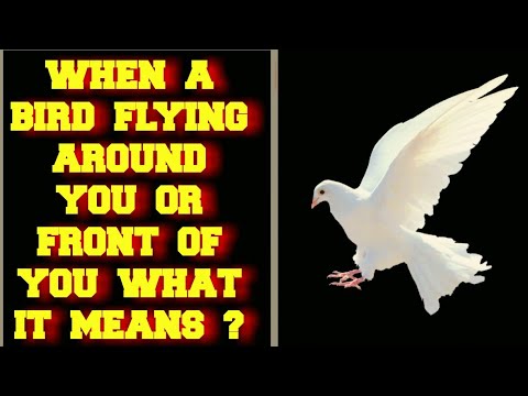 Video: Wat betekent het als vogels in de lucht cirkelen?