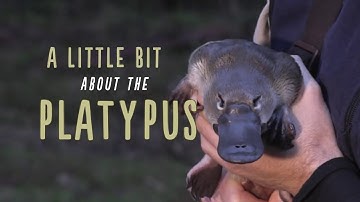 A Little Bit About Platypus