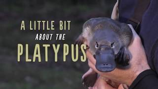 A Little Bit About Platypus