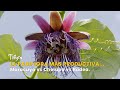 ¿Cuál es la Pasiflora más Productiva? Maracuyá vs Cholupa vs Badea - TvAgro por Juan Gonzalo Angel