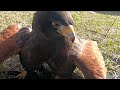 鷹による狩りは自由猟具です。harris hawk drowns duck