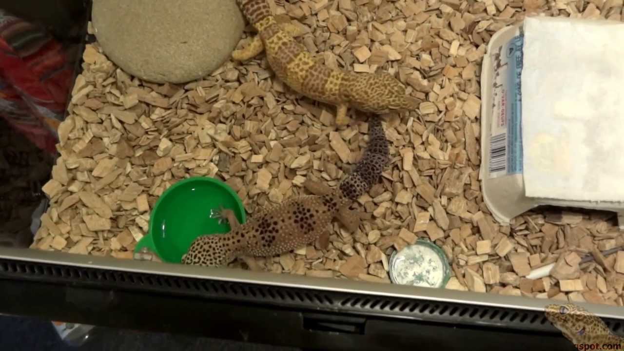 heimchenzucht Leopard Gecko : Female Refuse Male - 2013.05.03