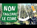 Potatura OLIVO: scegliere le PUNTE del vaso policonico