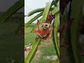 different dragon fruit variety #softbranch#thronelessbigred#mixulung2