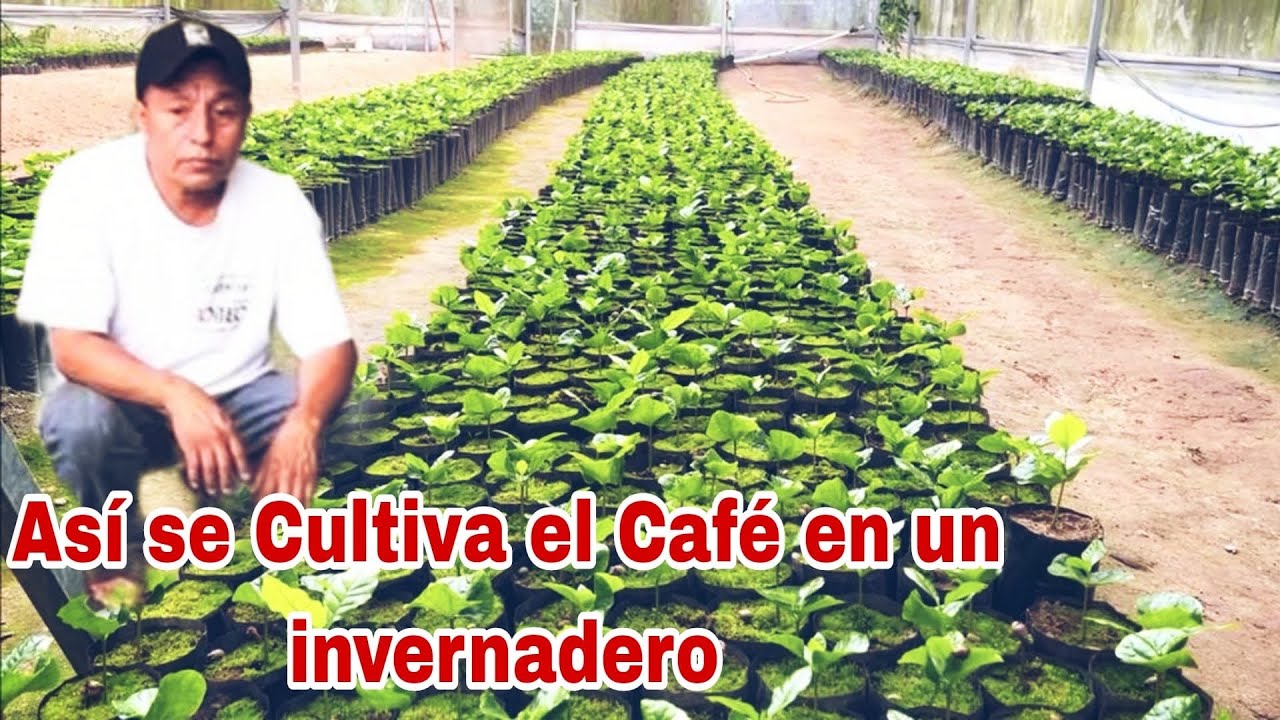 Producción De Café En Un Invernadero Cultivos De Café En Mexico YouTube