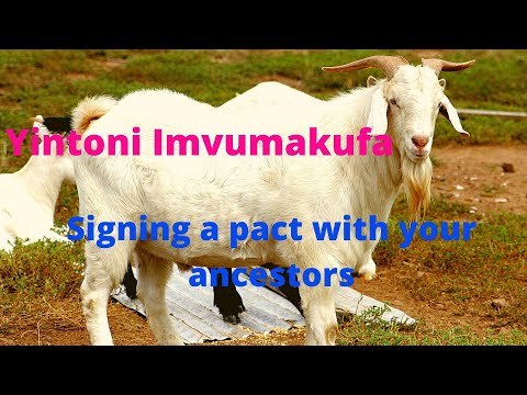 Yintoni Imvumakufa | Signing a pact with your ancestors | Yenziwa ngubani imvumakufa? Xa kutheni?