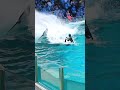 ずぶ濡れ全開!!「レスキューバースト」 #Shorts #鴨川シーワールド #シャチ #kamogawaseaworld #orca #killerwhale