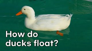 How do ducks float 『브레인팡팡 배경지식 넓히기[8] -영어-』
