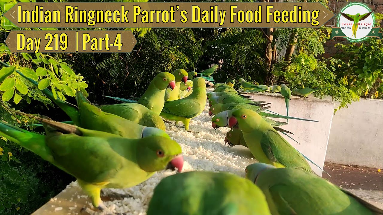 Indian Ringneck Parrots Food Feeding🦜| Soaked Rice Day-219 | Part-4🍀