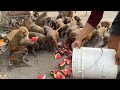 Feeding Ocelot watermelon to monkeys and Keema mix rice to hungry street dogs #feedinganimal