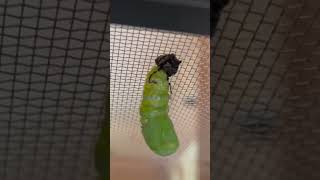 Monarch butterfly changing into a chrysalis. #metamorphosis #butterfly #monarchbutterfly #chrysalis