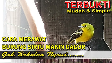 Cara merawat burung sirtu cipoh makin gacor dan suara nyaring
