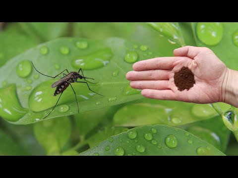 Video: Past za komarje v hiši?