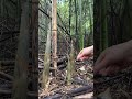 Fresh Bamboo Shoots from the High Mountains #viral #satisfying #shortsfeed #bamboo #bambooshoots