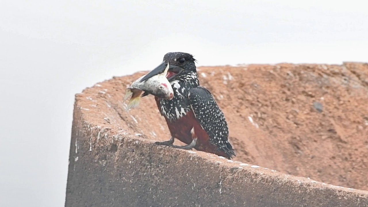 Giant Kingfisher 