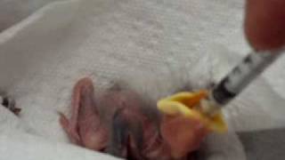 Baby Bird Eating