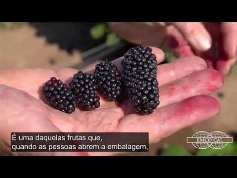 Vídeo: Identificação de larvas de mirtilo - Gerenciando larvas de mirtilo no jardim