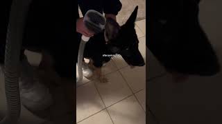 Pet Grooming Magic with #fok #petvacuumgroomer