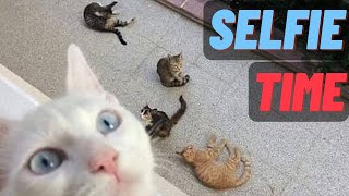 Funniest  Dogs and  Cats  Awesome Funny Pet Animals  кошки приколы смешные коты приколы с котами