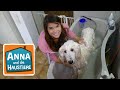 Ein Tag beim Hundefriseur | Information für Kinder | Anna und die Haustiere | Spezial