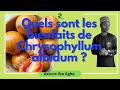 Quels sont les bienfaits de chrysophyllum albidum  astuce iba agba 