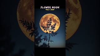 Rare Flower Moon Is Coming  shorts space astronomy universe earth moon