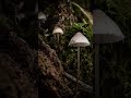 fungi photography finds