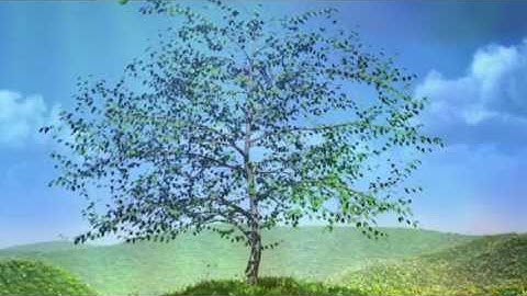 Tree Grow Time Lapse & Reverse