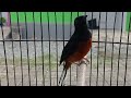 jumpa lagi bersama murai batu Bondol salam kicau mania