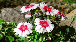 Гвоздика Китайская (Dianthus chinensis) футаж