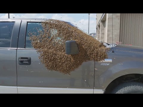 Bees Pick Pickup to Take a Break || ViralHog
