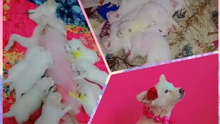 German Spitz pregnancy journey Snowy #spitz #dog #pregnancy #youtube #germanspitz #love #puppy