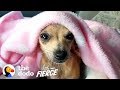 This Adorable Tiny Puppy Was Abandoned in a Doghouse  | The Dodo Little But Fierce