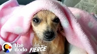 This Adorable Tiny Puppy Was Abandoned in a Doghouse  | The Dodo Little But Fierce