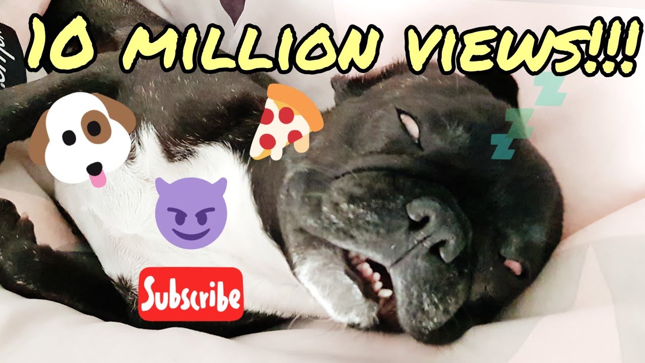 MAI'S RECORDED PUPPY DREAM FUNNY FRENCH BULLDOG PUPPY VLOG 006 