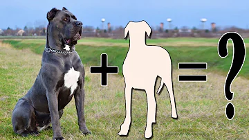 Cane Corso Mixes: 11 Very Unusual & Different Crossbreeds