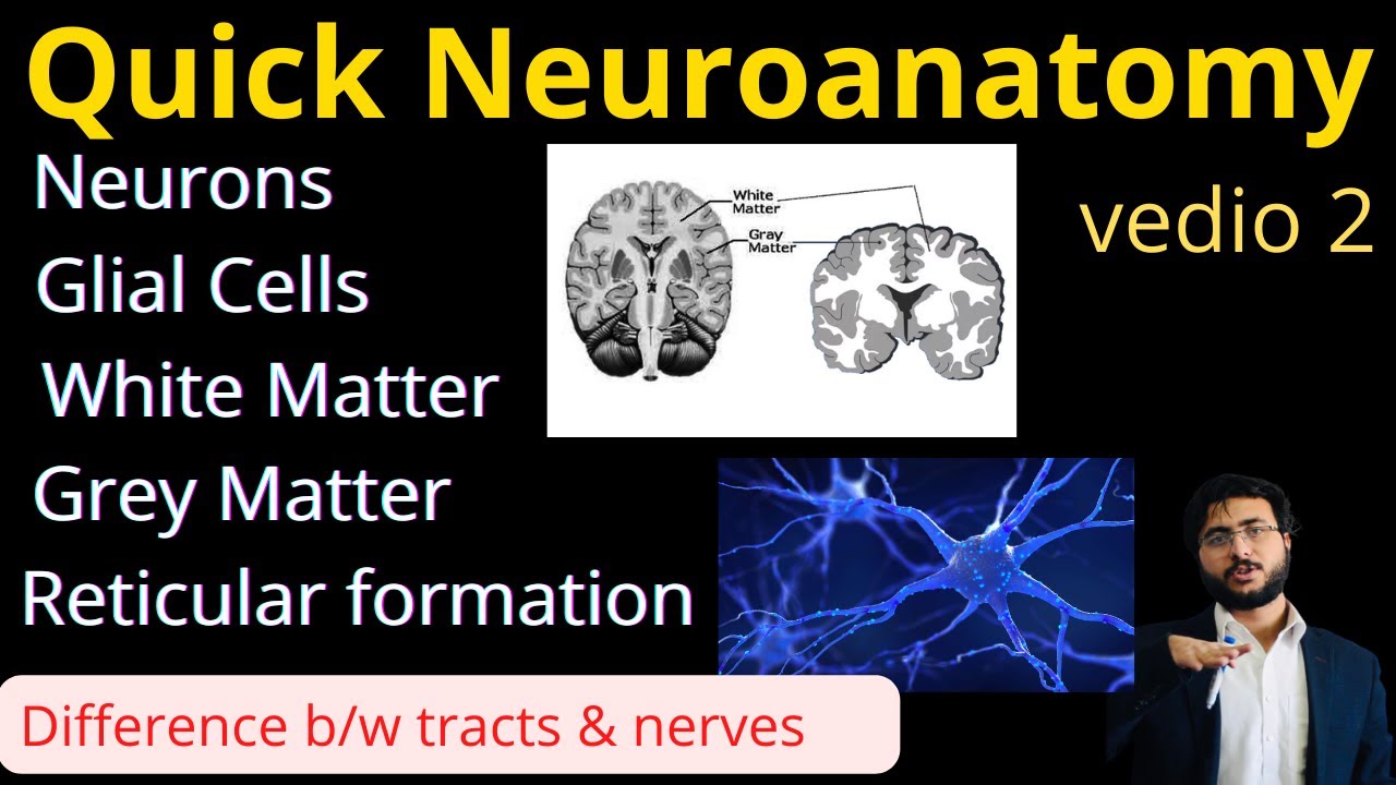 Quick | Neurons | Glial cells | White Grey Matter | Proprioception | Difference tracts and nerves