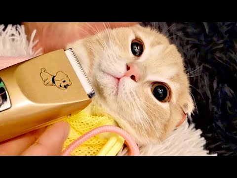 バリカンで全剃り⁉︎猫ニキビ対策で子猫がアゴの毛を刈られました...