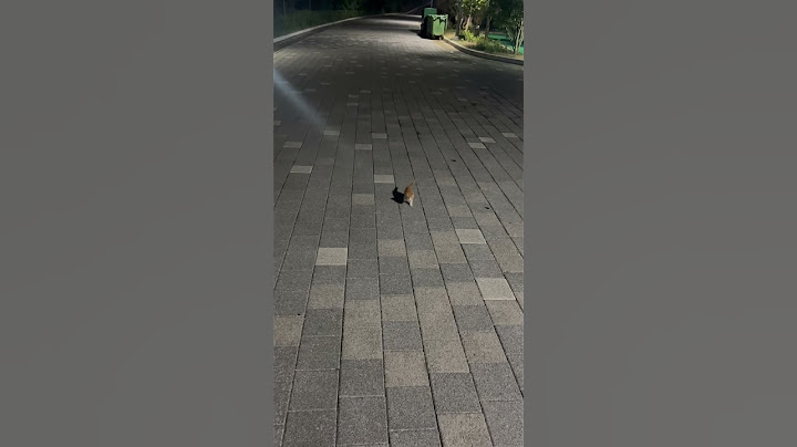 새끼고양이 간택