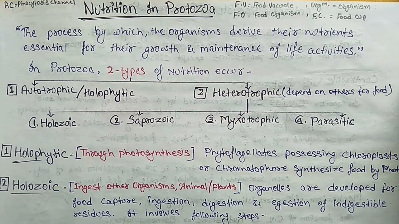 Protozoa: Nutrition In Protozoa ||#Yashpartner ||